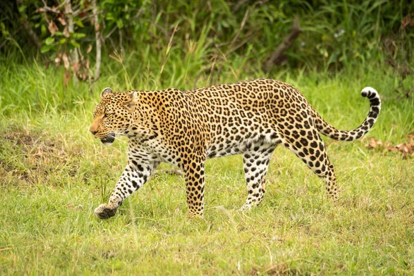 Leopard lifts paw while walking through grass — Stock Photo, Image