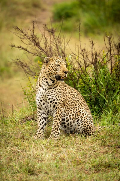 Leopard zit op zoek rond op grass Bank — Stockfoto