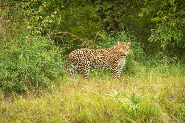 Leopardo sta guardando intorno con cespugli dietro — Foto Stock