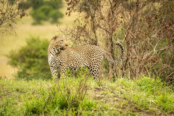 Leopard steht auf Grasbank und blickt zurück — Stockfoto