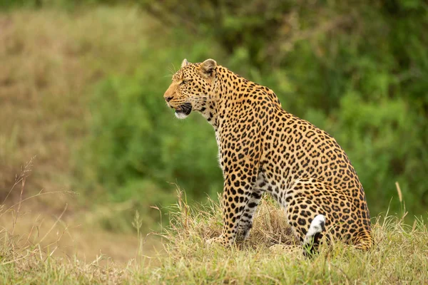 Leopard sedí na travní straně a dívá se vlevo — Stock fotografie