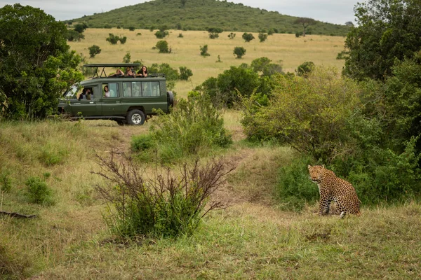 Леопард сидит в траве с грузовиком позади — стоковое фото