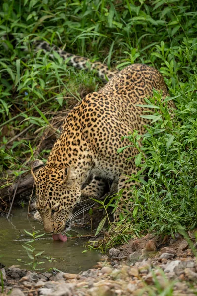 ヒョウは浅瀬から飲む茂みに立っている — ストック写真