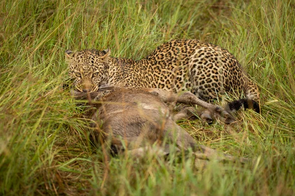 Léopard se trouve avec tuer dans l'herbe longue — Photo
