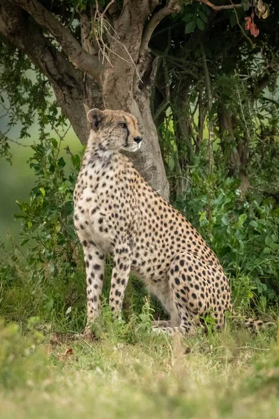 Female cheetah sits under tree turning head — Stock Photo, Image