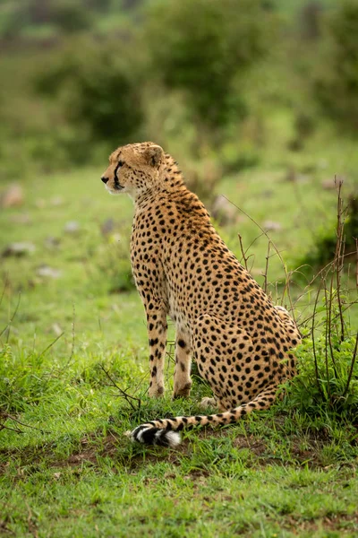 Female cheetah sits on grass staring left — Stock Photo, Image