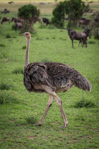 Женщина-страус ходит по короткой траве — стоковое фото