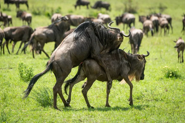Great migracji niebieski GNU krycia w trawie — Zdjęcie stockowe