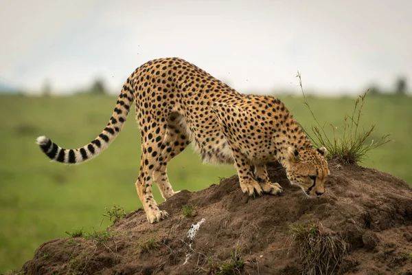 Vrouwelijke Cheetah staat op een heuvel naar beneden — Stockfoto