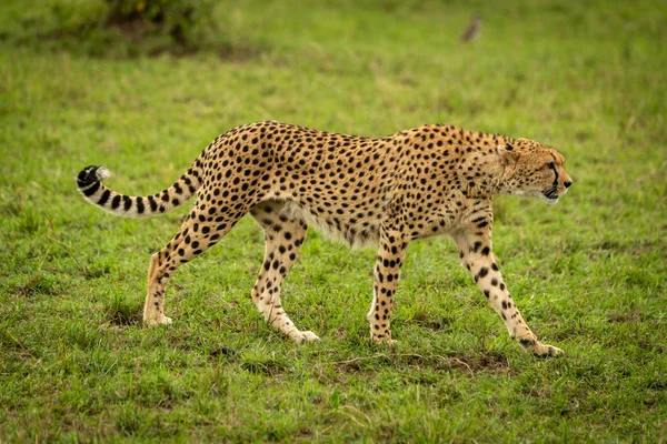 Female cheetah crosses short grass in shade — Stock Photo, Image