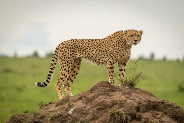 Female cheetah stands on mound looking ahead — Stock Photo, Image