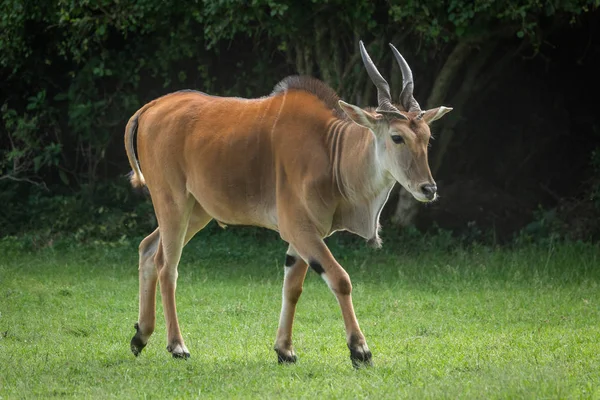Common eland walks across grass past trees — Stock Photo, Image