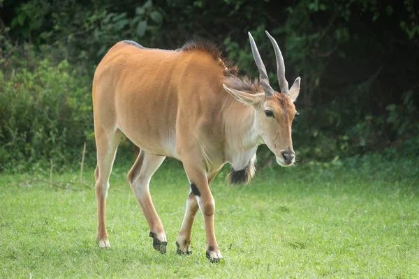 Gemeenschappelijke eland wandelingen over gras in de buurt van struiken — Stockfoto
