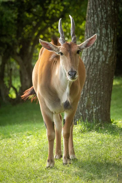 Common eland stands by tree watching camera — Stock Photo, Image
