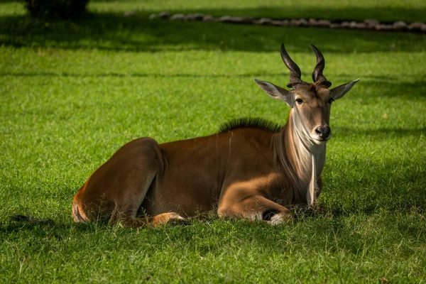 Gemeenschappelijke eland in gevlekt Sunshine bekeek camera — Stockfoto