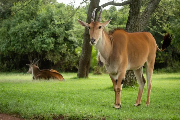 Společná elanda stojí nedaleko jiného pozorového fotoaparátu — Stock fotografie