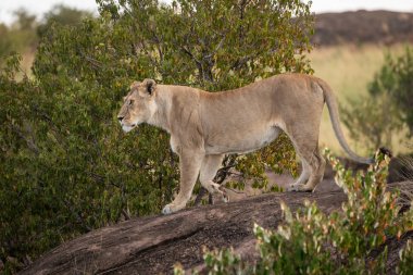 Dişi aslan gölgeli kayaüzerinde pençe kaldırma duruyor