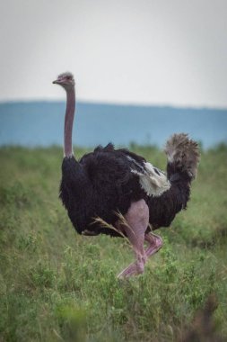 Erkek ortak devekuşu uzun çimenlerde yürüyor