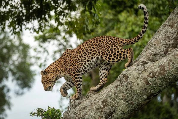 Leopard går ner Diagonal gren lyft tass — Stockfoto