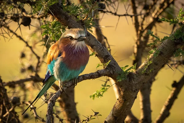 Islık dikeni üzerinde Leylak göğüslü rulo kamera saatler — Stok fotoğraf