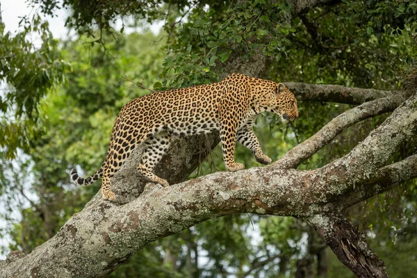 Leopard sétál fel zuzmó-fedett ág emelő mancsa — Stock Fotó