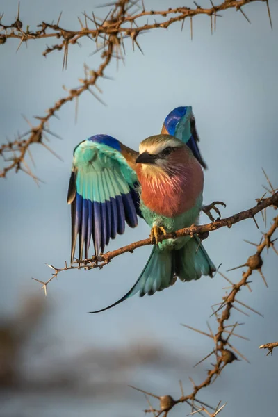 Lila-breasted rulle landar på visslande Thorn Branch — Stockfoto