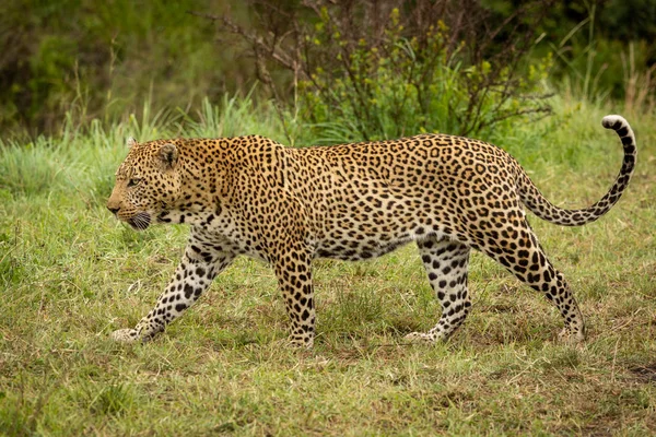 Leopardo caminha através da grama com arbusto atrás — Fotografia de Stock