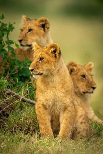 Lion cub sits by bush with siblings — Stock Photo, Image