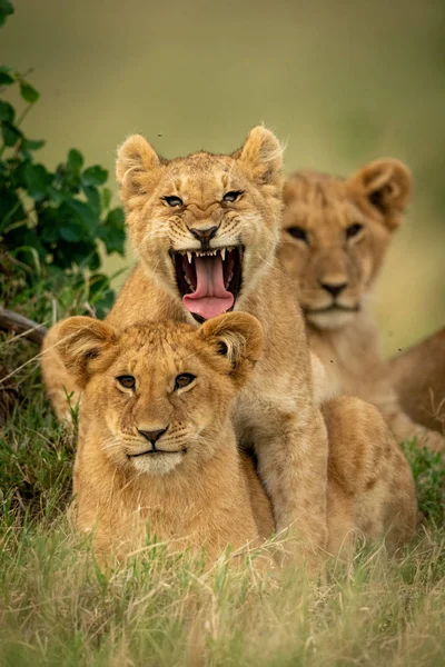 Lion cub lies yawning by two others — Stock Photo, Image