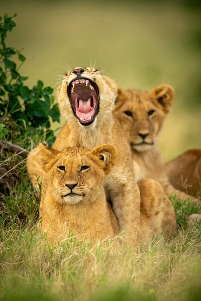 Lion cub lies yawning widely on another — Stock Photo, Image