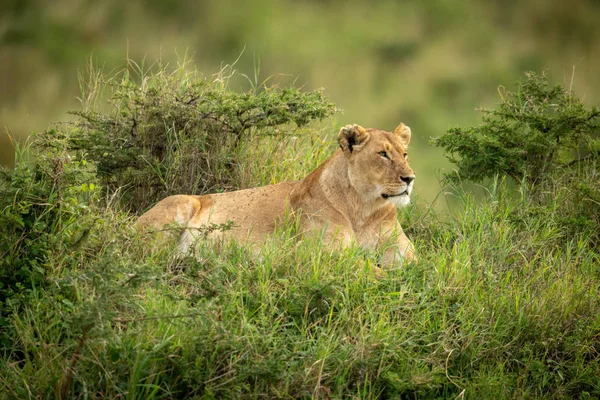 Lioness leží orámované křovinami v trávě — Stock fotografie