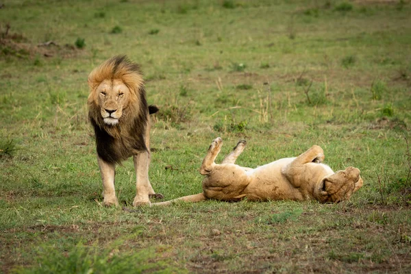 Löwe steht über Löwin, die auf Rücken rollt — Stockfoto