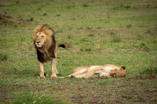 Lev se tyčí nad lvice a leží na trávě — Stock fotografie