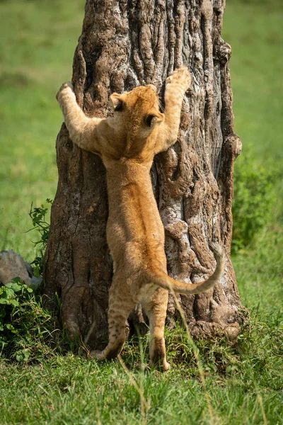 León cachorro intenta trepar árbol tronco — Foto de Stock