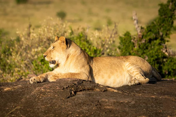 La leonessa giace sulla roccia con la bocca aperta — Foto Stock