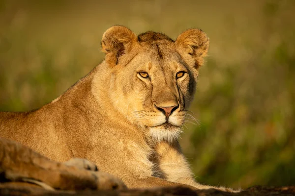 Lionne est couchée sur le rocher au soleil — Photo