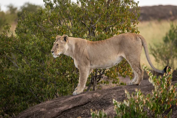 Lioness stands staring on rock in shade — Stock Photo, Image