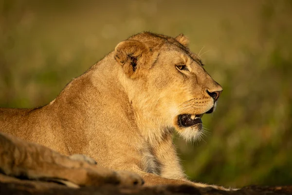 Львица лежит с открытым ртом на скале — стоковое фото