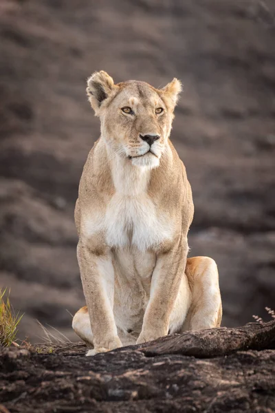 Dişi aslan, ot tuft tarafından kaya üzerinde oturur — Stok fotoğraf