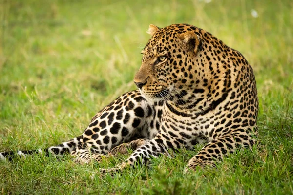 Homem leopardo encontra-se na grama olhando para a esquerda — Fotografia de Stock