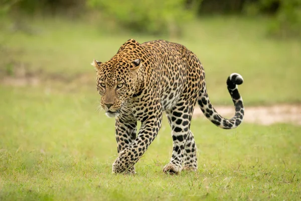 Masculino leopardo elevadores pata travessia curto grama — Fotografia de Stock