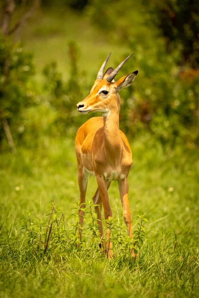 Macho impala stands en hierba girando cabeza —  Fotos de Stock