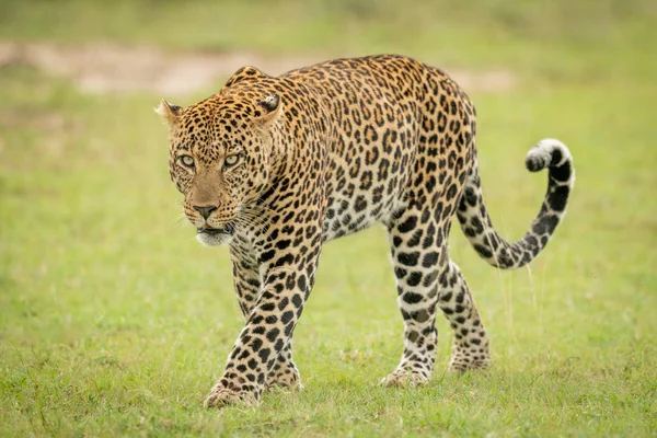 Macho leopardo cruza corto hierba rizando cola — Foto de Stock