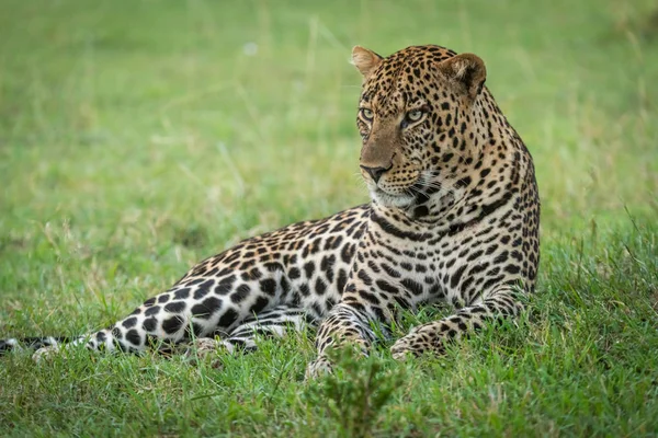 Mannelijke luipaard liggend in gras op zoek links — Stockfoto