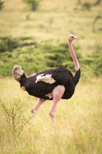 Samec pštros prochází dlouhou trávou — Stock fotografie