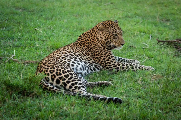 Мужчина леопард лежит в траве лицом направо — стоковое фото