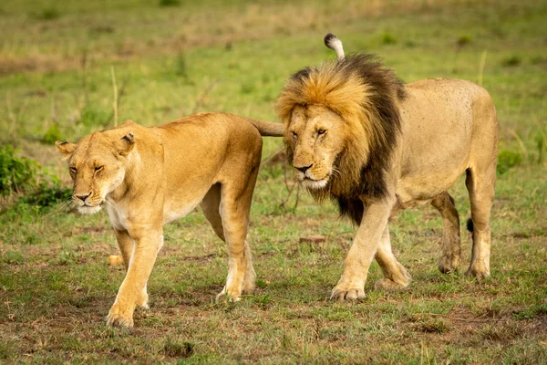 Hím és nőstény oroszlánok kereszt legelő együtt — Stock Fotó