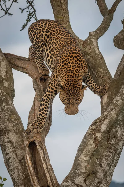 雄ヒョウは慎重にフォークされた木を登る — ストック写真