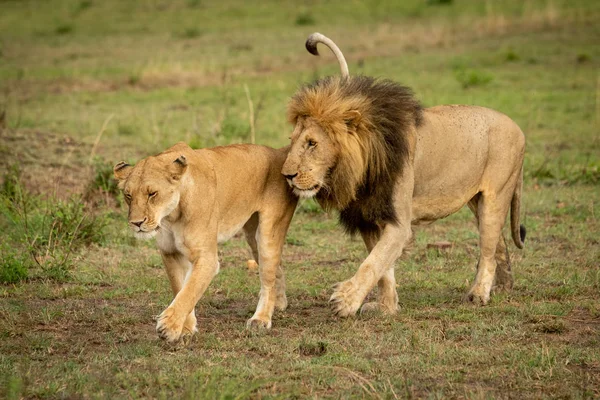 Macho y hembra leones cruzan hierba juntos — Foto de Stock