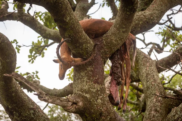 Male impala carcase in tree trailing guts — Stock Photo, Image